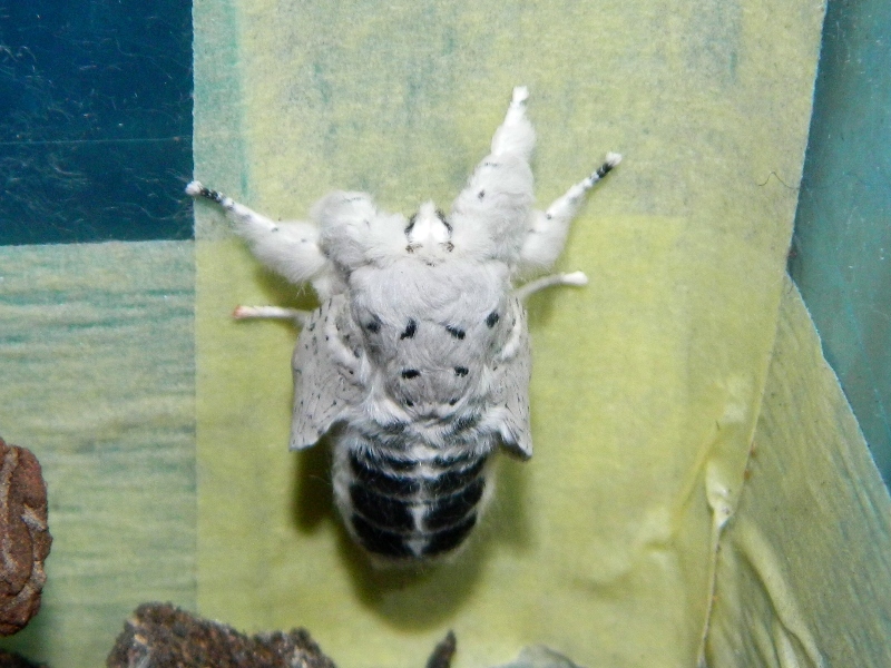 Dall''uovo all''adulto: Cerura (Apocerura) erminea  - Notodontidae